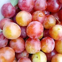 آلوچه قرمز