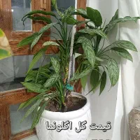 گل طبیعی|گل و گیاه طبیعی|ایلام, |دیوار