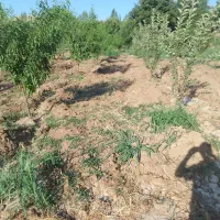 باغ-دوساله-واقع-دروستایی-آغاجاری