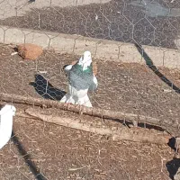 سلام من اون کلفه رو صید کردم