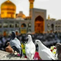 حرم   هتل   مشهد
