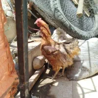 مرغ تخمگذار