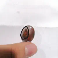 شجر منظره رخ پرنده