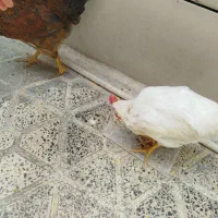 مرغ و خروس