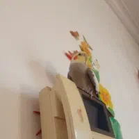 عروس هلندی سخنگو