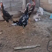 خروس ومرغ لاری