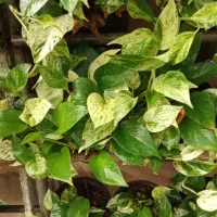 انواع گل آپارتمانی پتوس و اسکاندیس  عمده