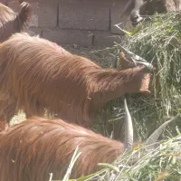 بز و کره محلی و پاکستانی