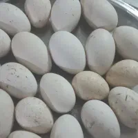 تخم غاز و قوغاز