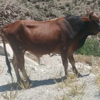 گوساله نر