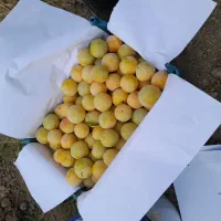 الو زرد