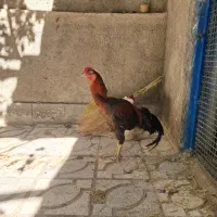 خروس لاری