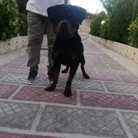 سگ اورجینال و زیبا از نژاد رتوایلر