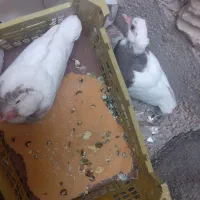 کبوتر