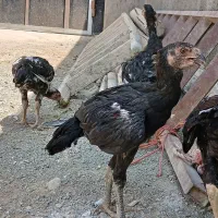 ۳عدد جوجه لاری اصیل معاوضه با گندم