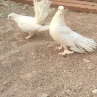 دم چتری