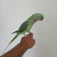 شاه طوطی