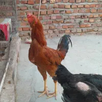 خروس