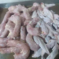 غذای حیوان