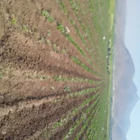 سرکارگر حرفه ای