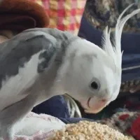 عروس هلندی ابلغ نر ۱۰ ماهه