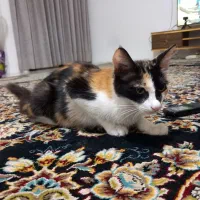واگذاری رایگان بچه گربه