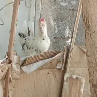 مرغ گلین|حیوانات مزرعه|بندر دیر, |دیوار