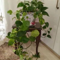 گل‌های شاداب