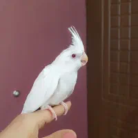 عروس هلندی