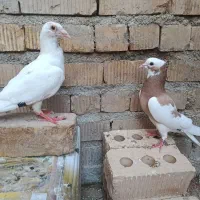 فروش کبوتر