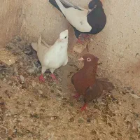 ماده سینه ماده تافته ای ماده سفید