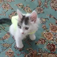بچه گربه
