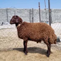 بره قوچ همو
