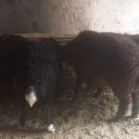 فروش بره پای پروار