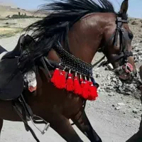 اسب