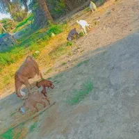 بز کهره نژاد دار    آگهی رو بخونین