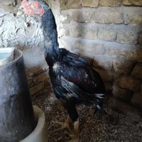خروس لاری