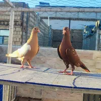 کفتر میولمنز جوجه ابلغ افغانی