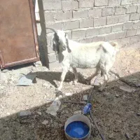 مری خوب سه قلو