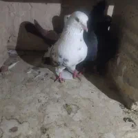 کبوتر پرشی