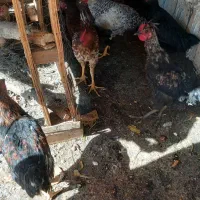 خروس|حیوانات مزرعه|مشهد, گاز|دیوار