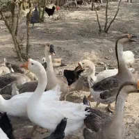 فروش قوغاز کار