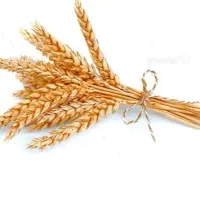 گندم نگار