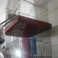 قفس پرنده