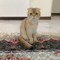 گربه برتیش