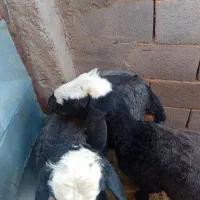 دو راس بره نر