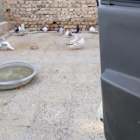 پرنده|پرنده|بمپور, |دیوار