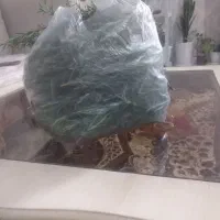 رزماری تازه