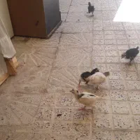 ۶عددجوجه برهما ۲ونیم ماهه خوشگل وزبرو زرنگ