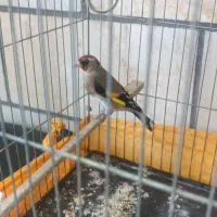 سهره دورگ
